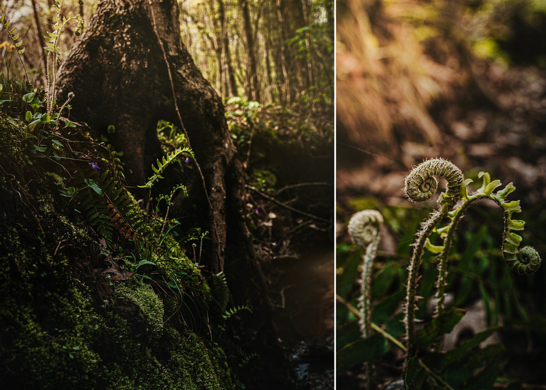 Top Ten Photo Challenge Week #12 - Diptych - ShopJeanPhotography.com